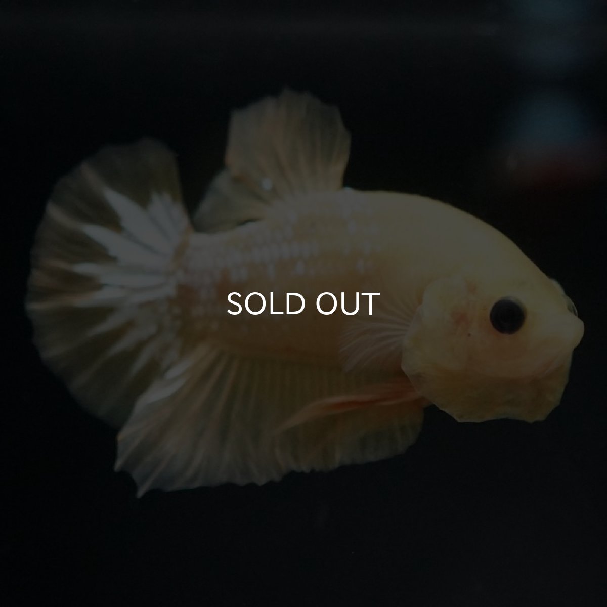 画像4: HMPK　イエローファンシー (4)