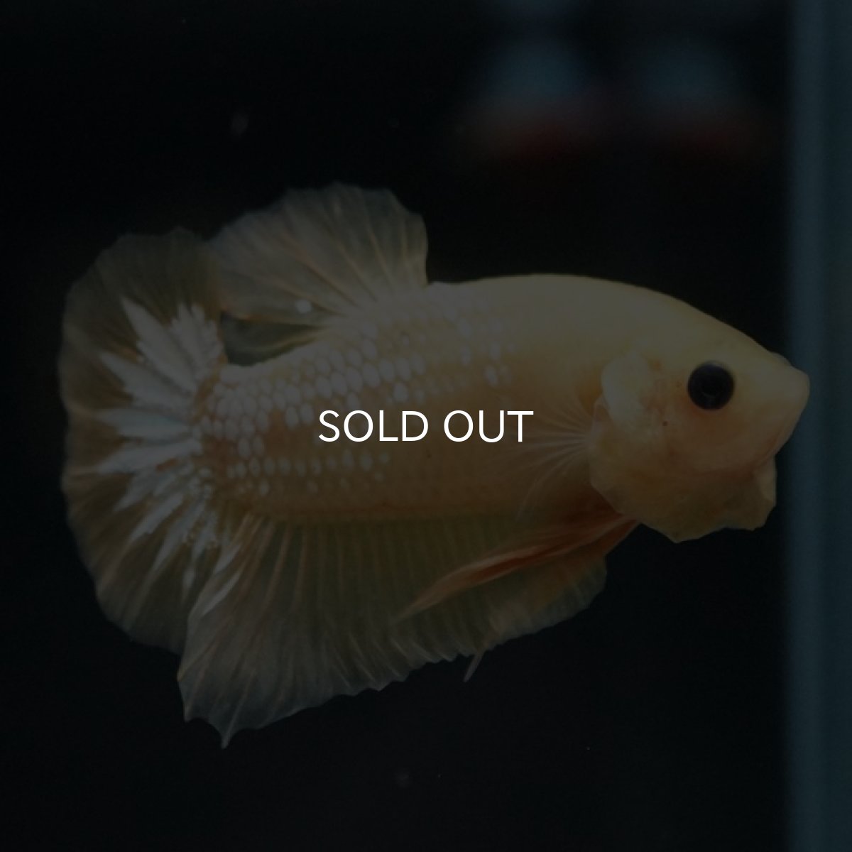 画像3: HMPK　イエローファンシー (3)