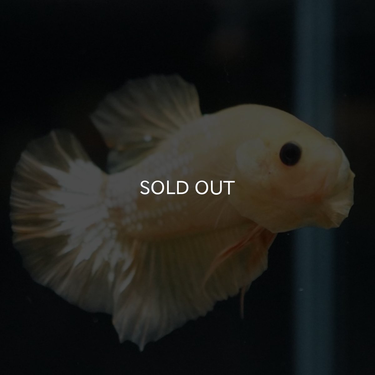 画像2: HMPK　イエローファンシー (2)