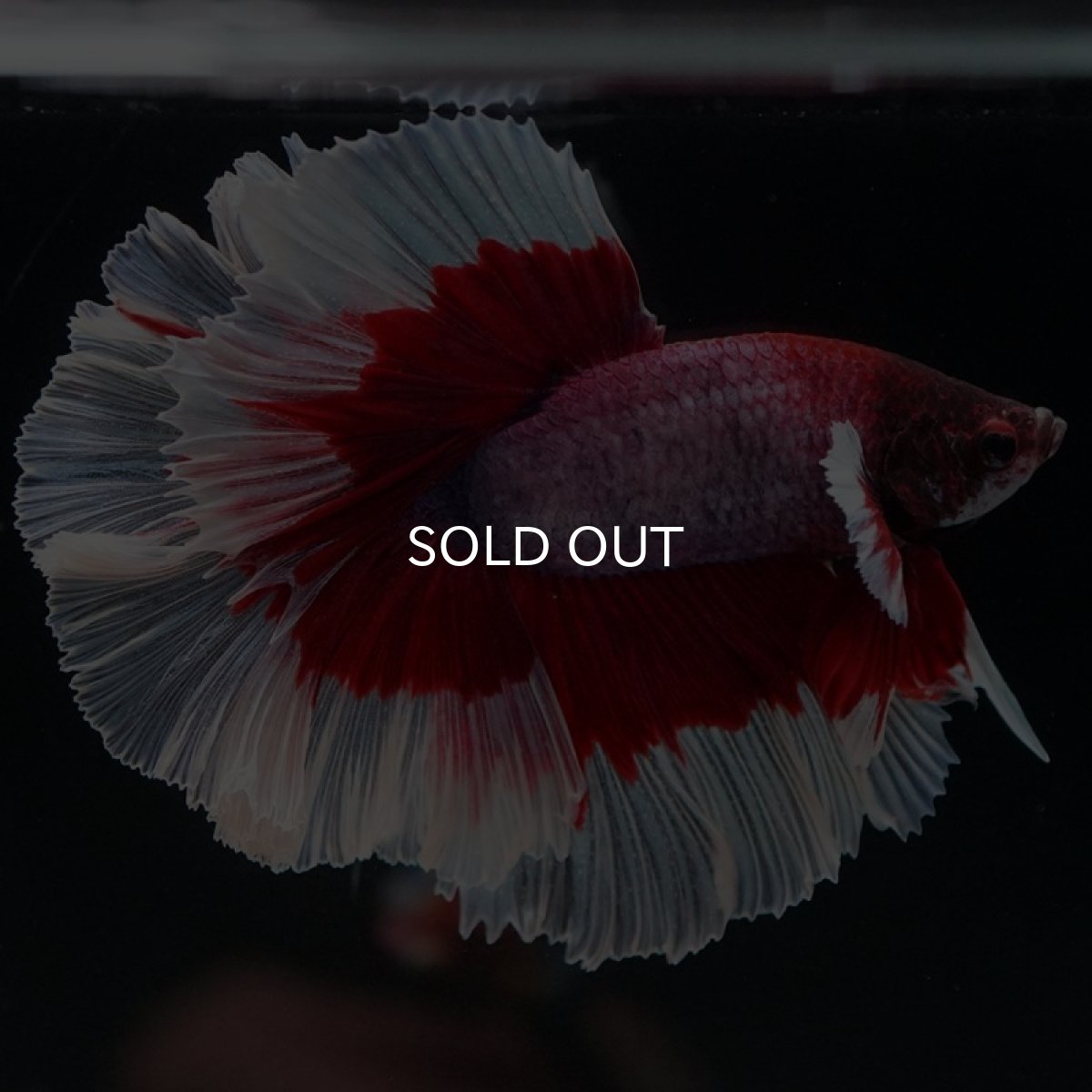 画像4: HM　ラベンダーバタフライ　ローズテール (4)