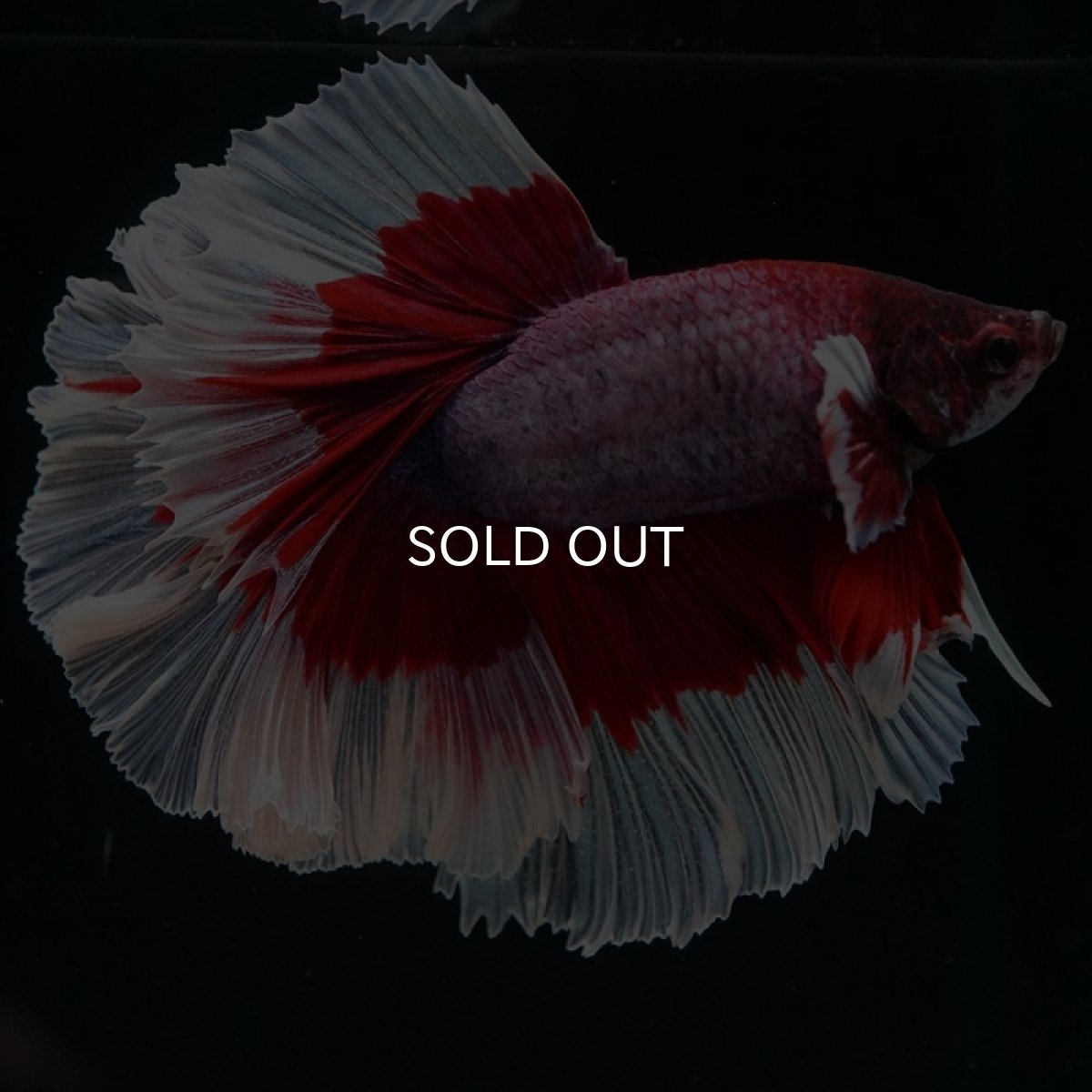 画像3: HM　ラベンダーバタフライ　ローズテール (3)