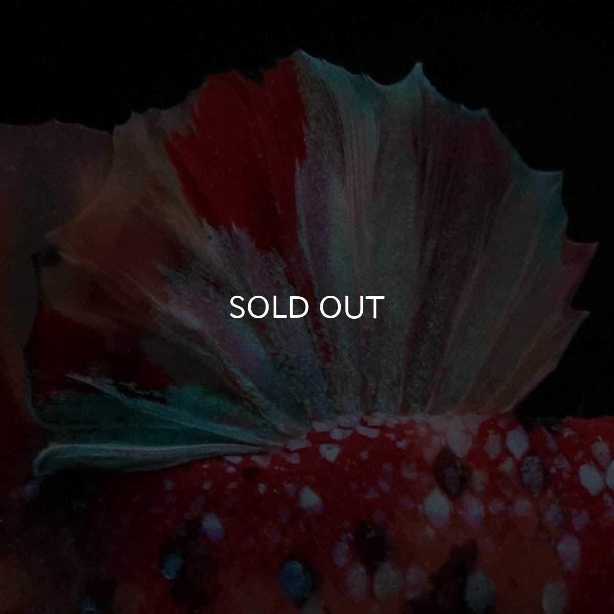 画像2: HMPK　キャンディギャラクシー (2)