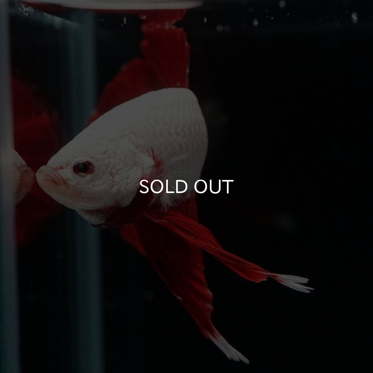 画像3: HMPK プラチナレッドドラゴン (3)