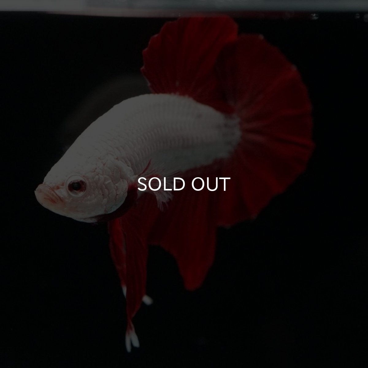 画像13: HMPK プラチナレッドドラゴン (13)