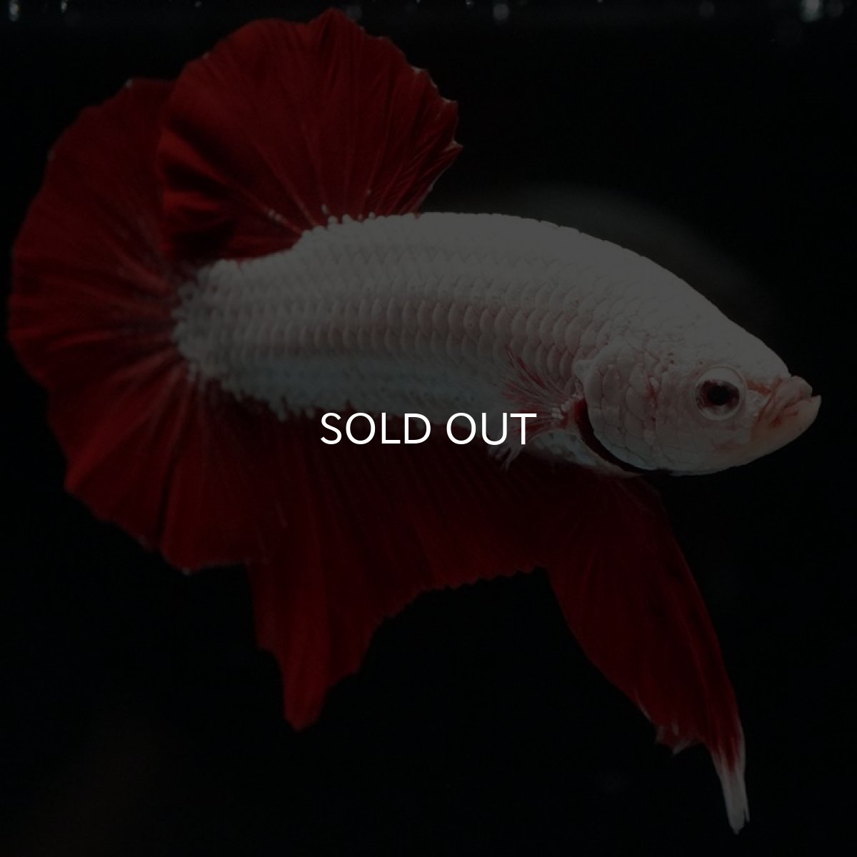 画像12: HMPK プラチナレッドドラゴン (12)