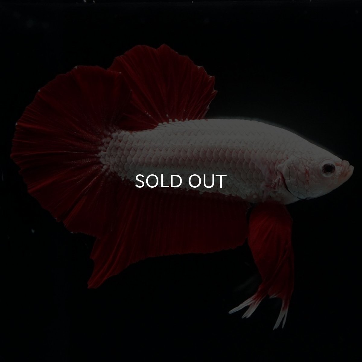 画像10: HMPK プラチナレッドドラゴン (10)