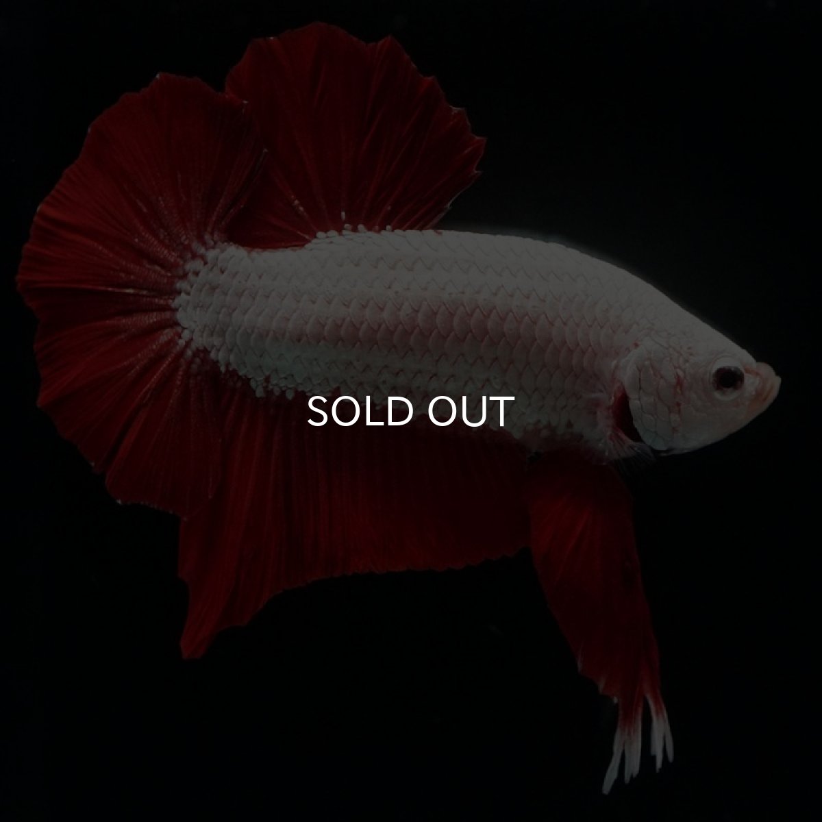 画像2: HMPK プラチナレッドドラゴン (2)