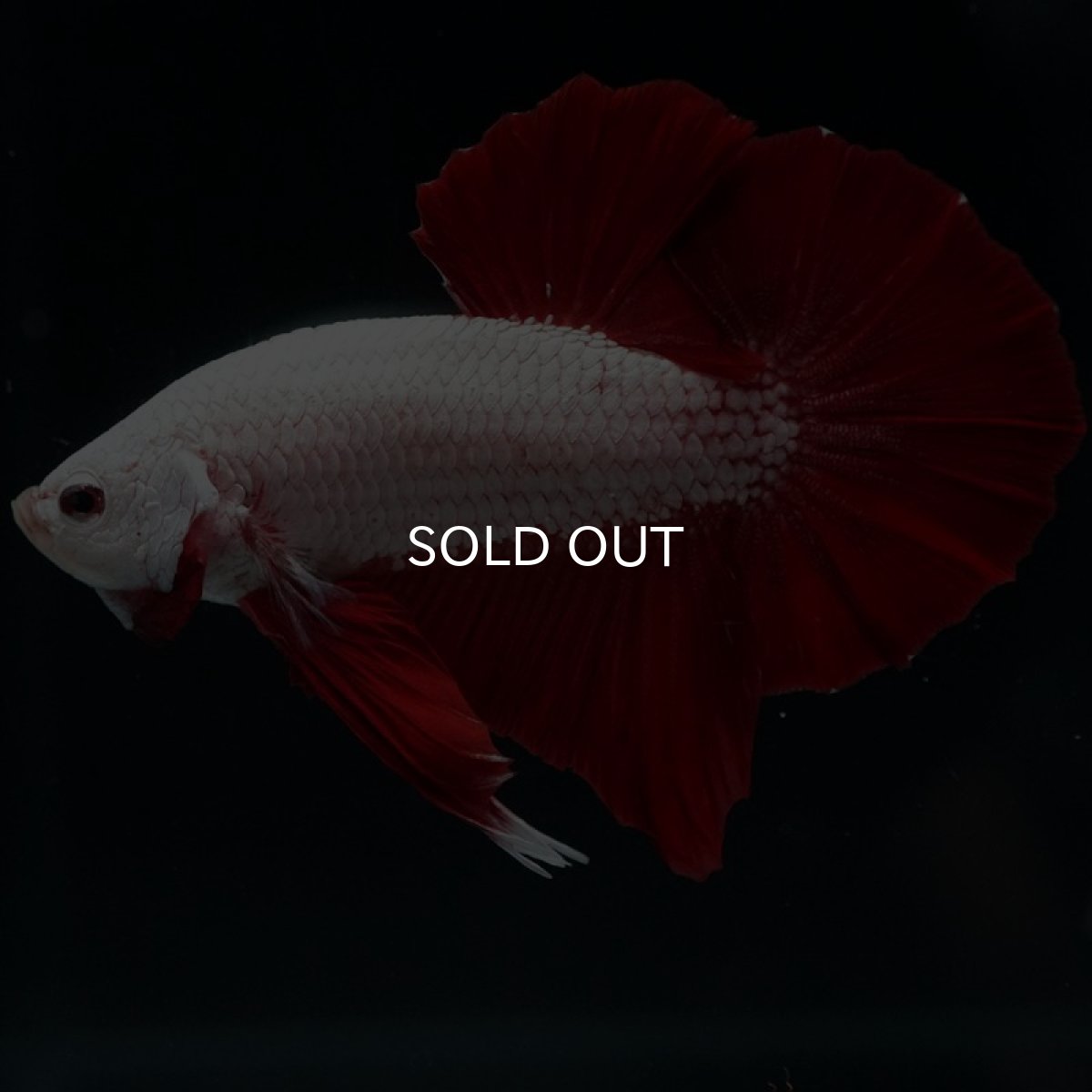 画像7: HMPK プラチナレッドドラゴン (7)