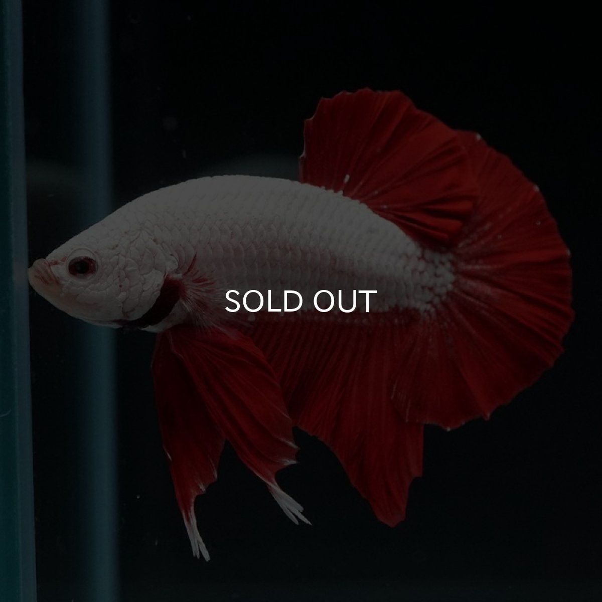 画像6: HMPK プラチナレッドドラゴン (6)