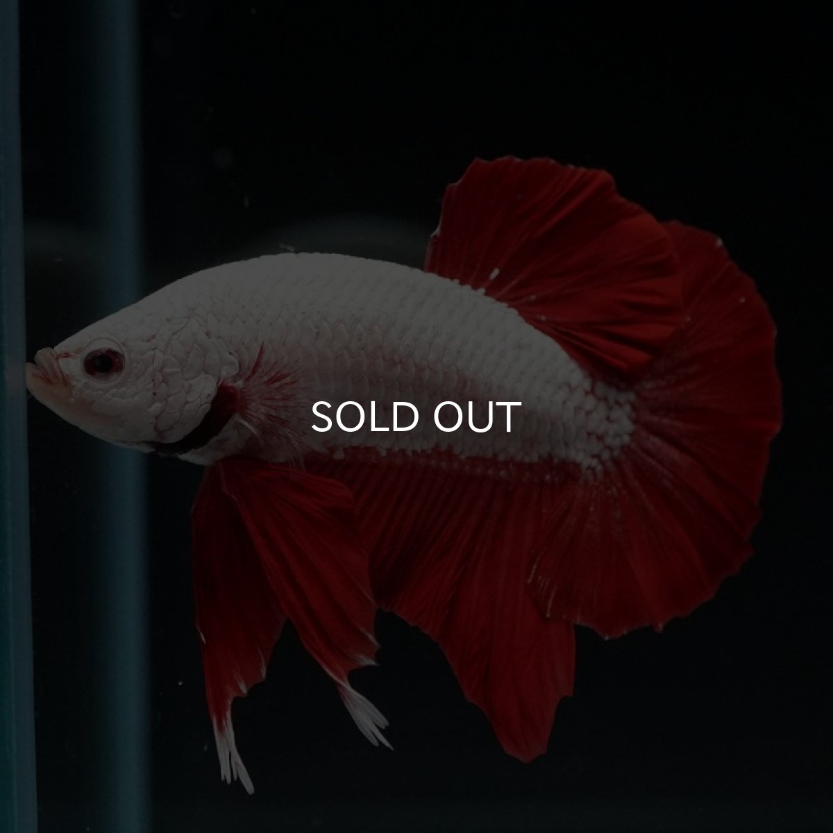 画像5: HMPK プラチナレッドドラゴン (5)