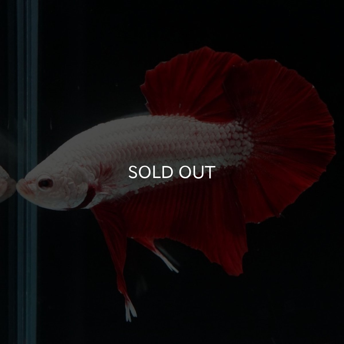 画像4: HMPK プラチナレッドドラゴン (4)