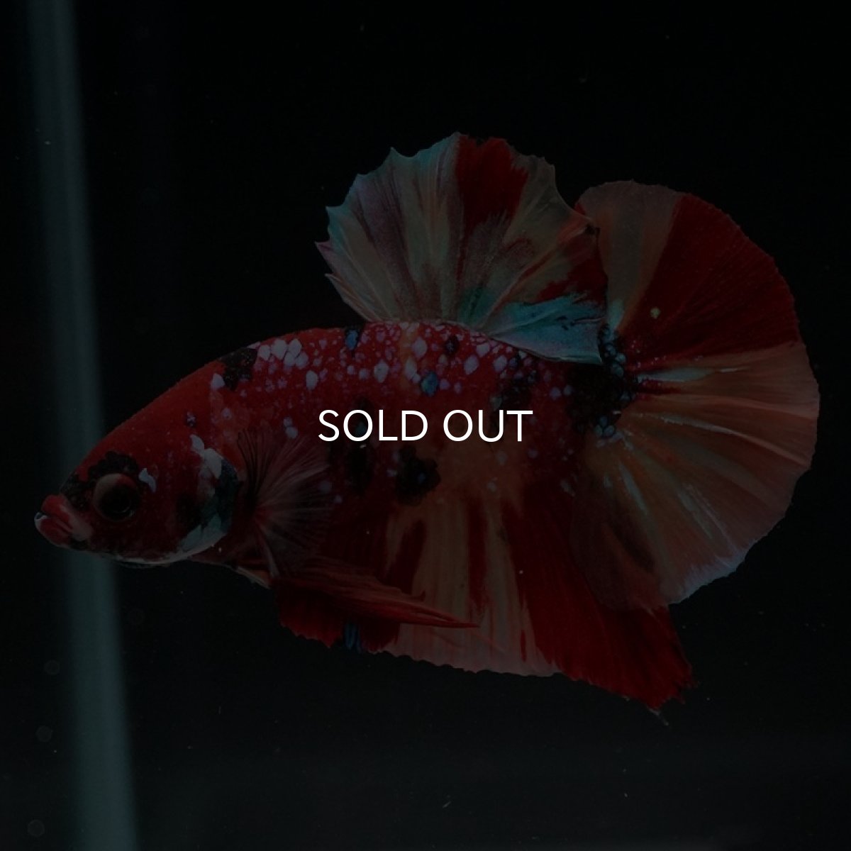 画像6: HMPK　キャンディギャラクシー (6)