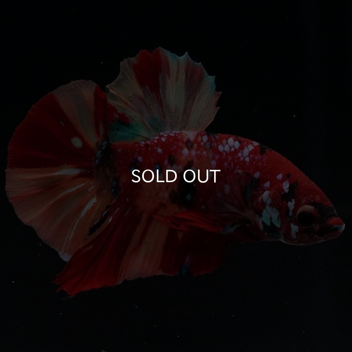 画像5: HMPK　キャンディギャラクシー (5)