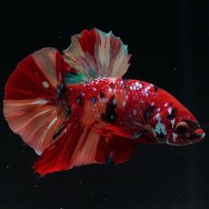画像5: HMPK　キャンディギャラクシー (5)