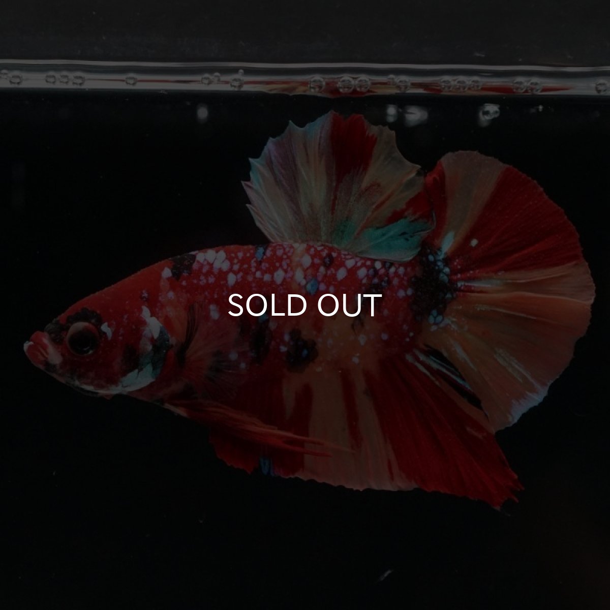 画像4: HMPK　キャンディギャラクシー (4)