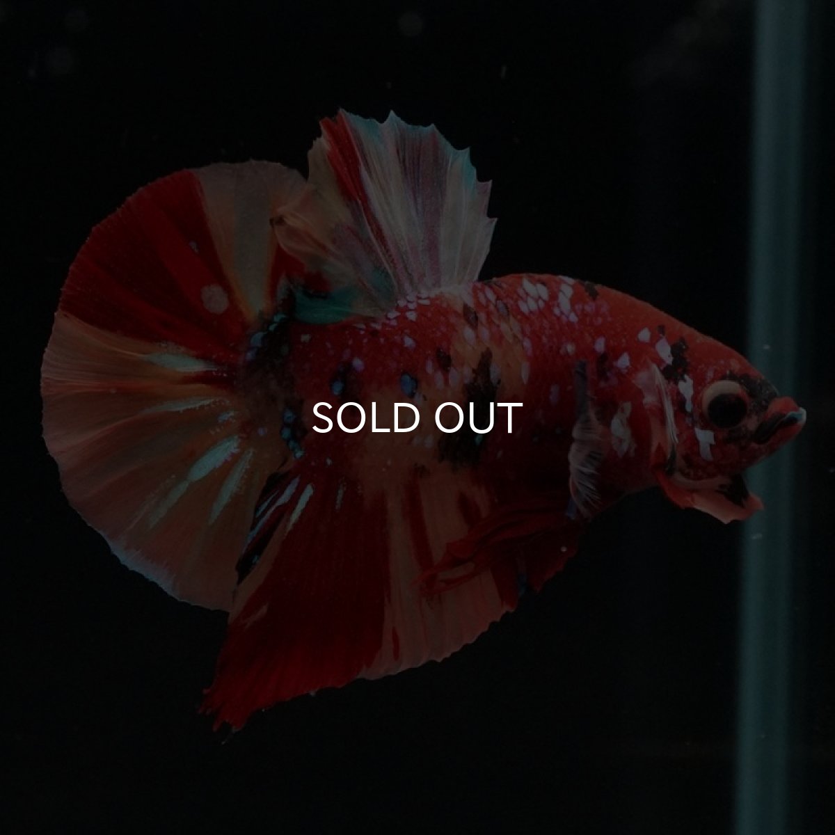 画像3: HMPK　キャンディギャラクシー (3)