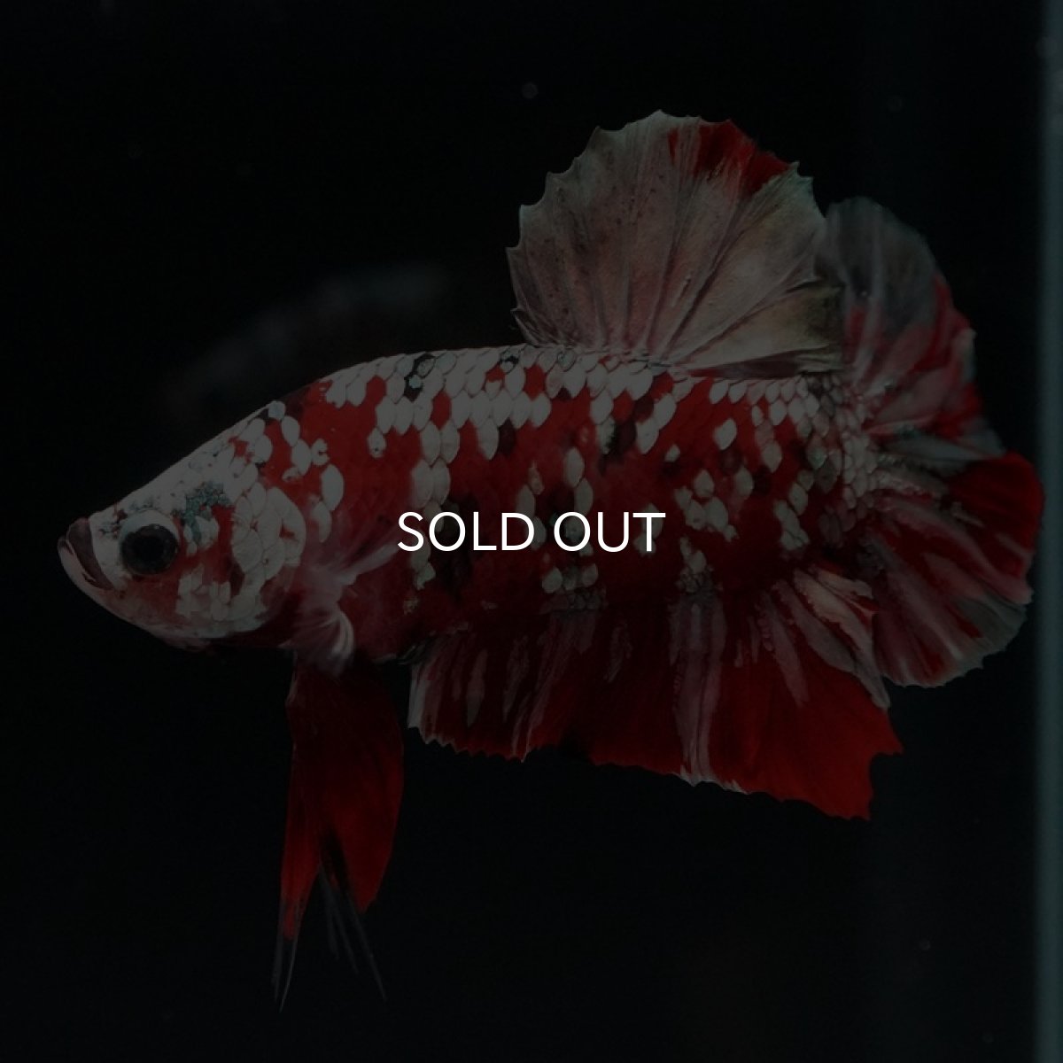 画像10: HMPK　レッドギャラクシー (10)