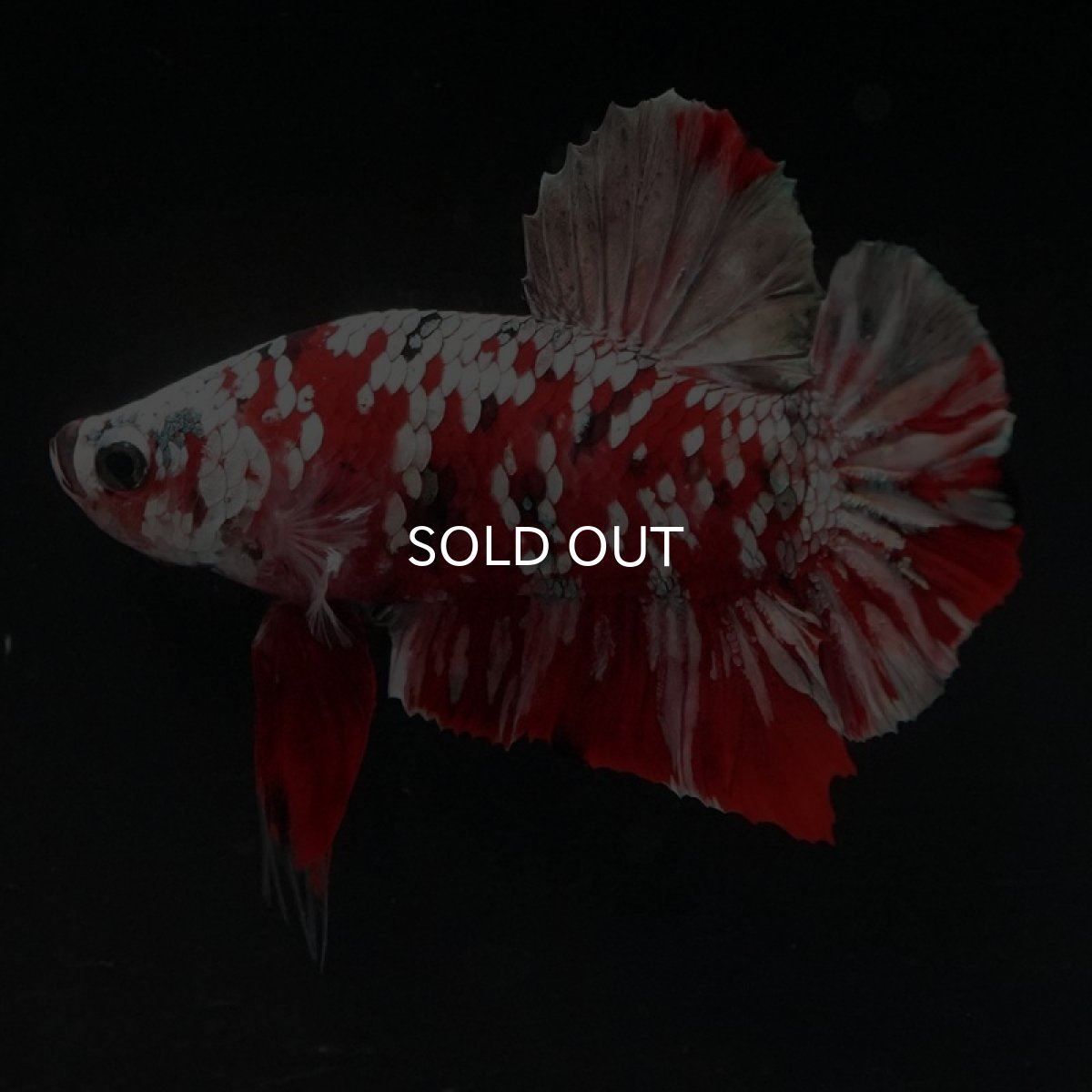 画像8: HMPK　レッドギャラクシー (8)