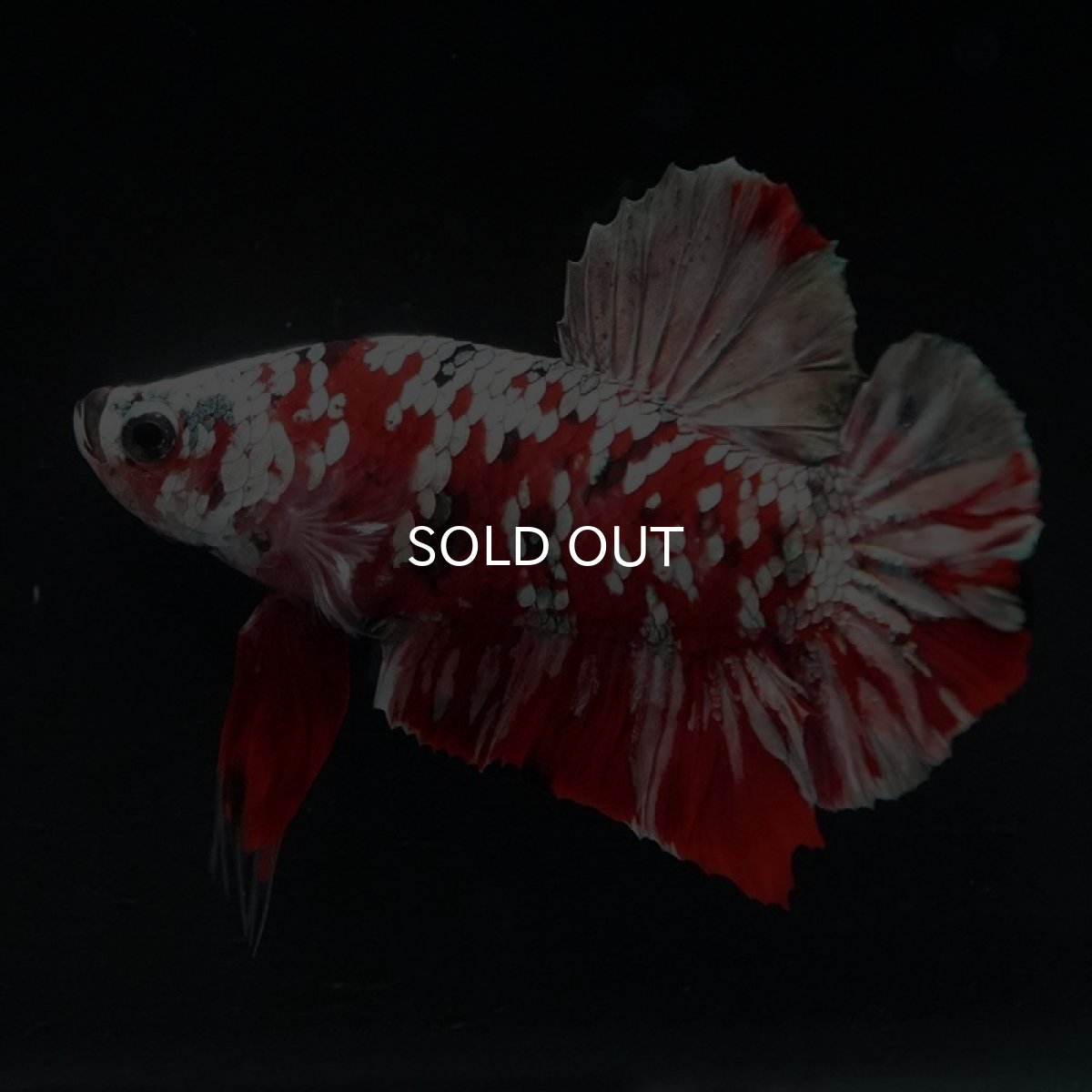 画像7: HMPK　レッドギャラクシー (7)