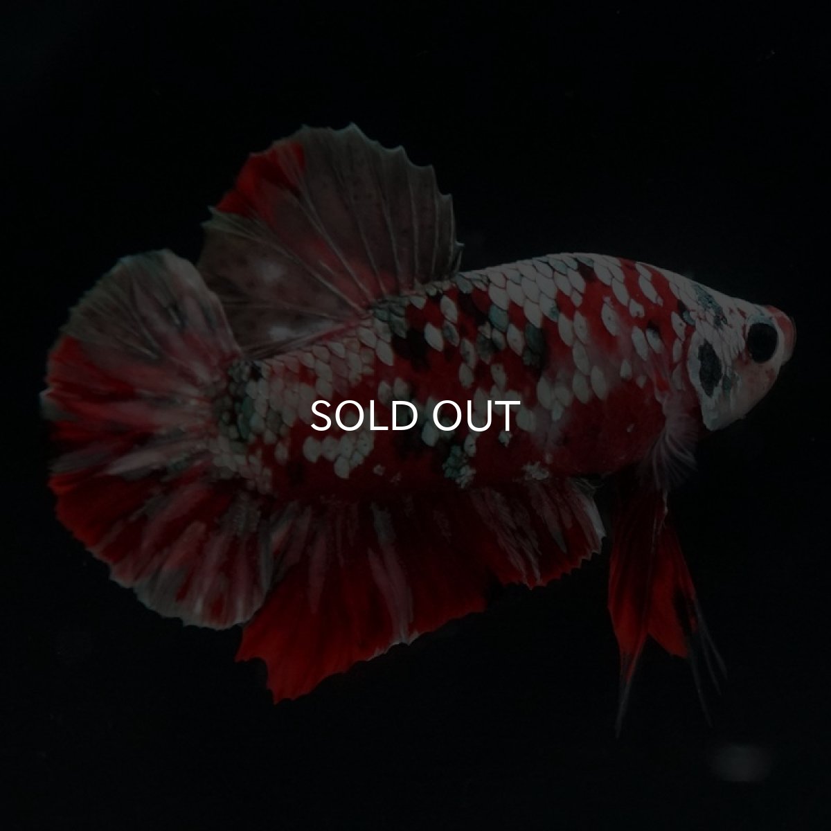 画像3: HMPK　レッドギャラクシー (3)