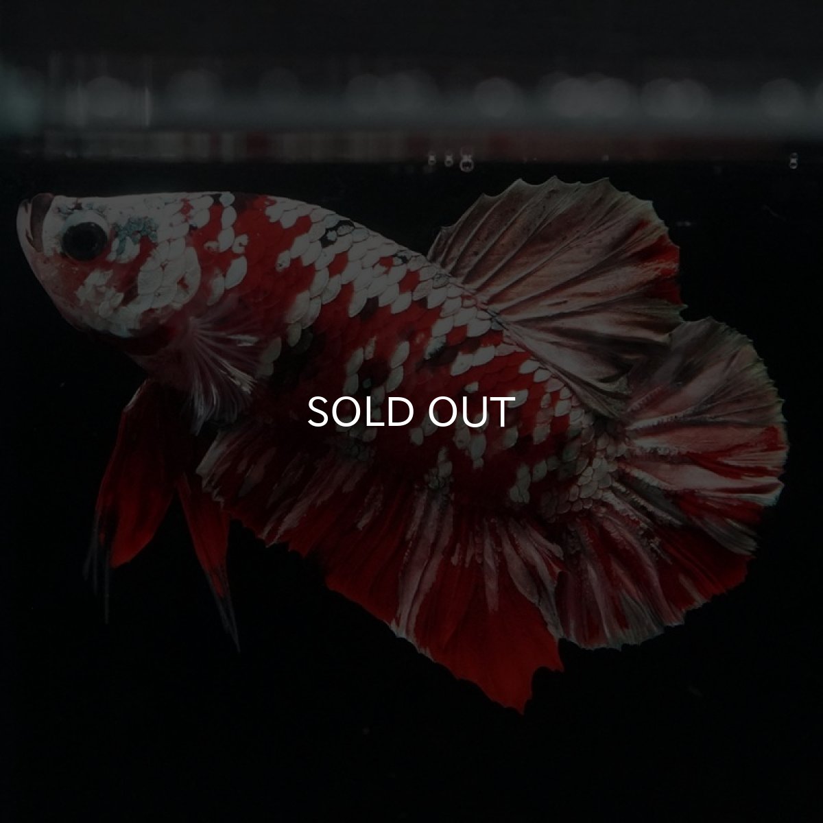 画像6: HMPK　レッドギャラクシー (6)