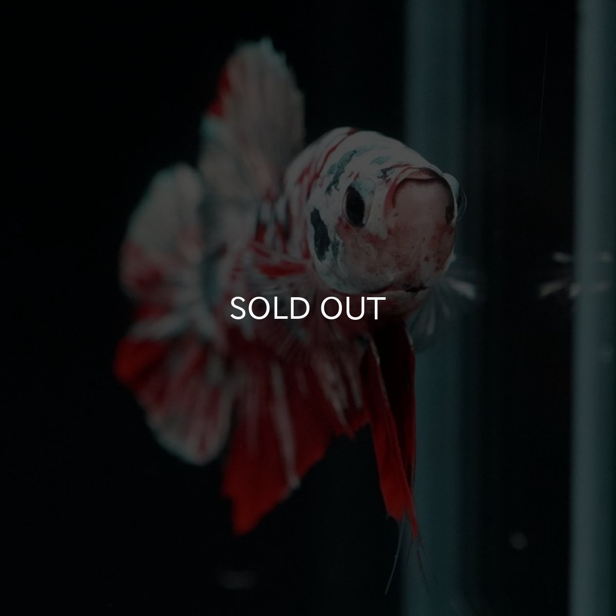 画像5: HMPK　レッドギャラクシー (5)