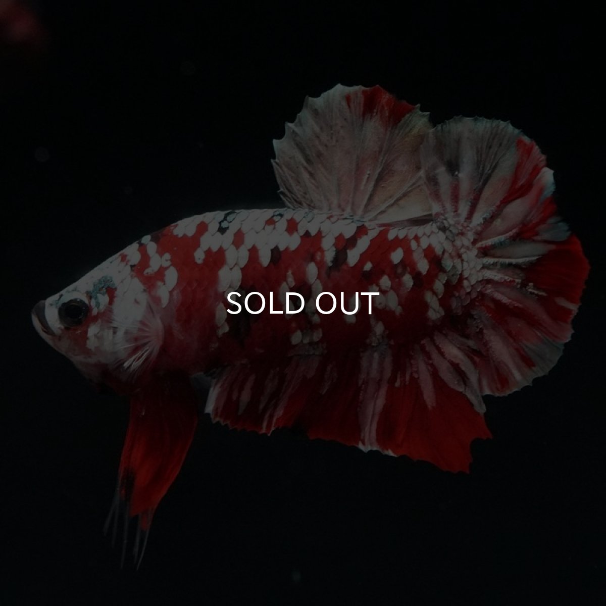 画像4: HMPK　レッドギャラクシー (4)