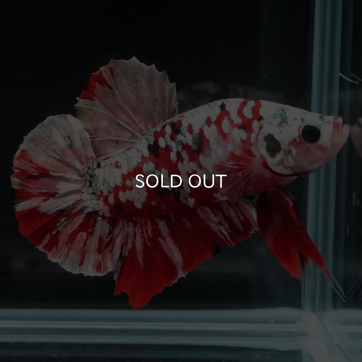 画像2: HMPK　レッドギャラクシー (2)