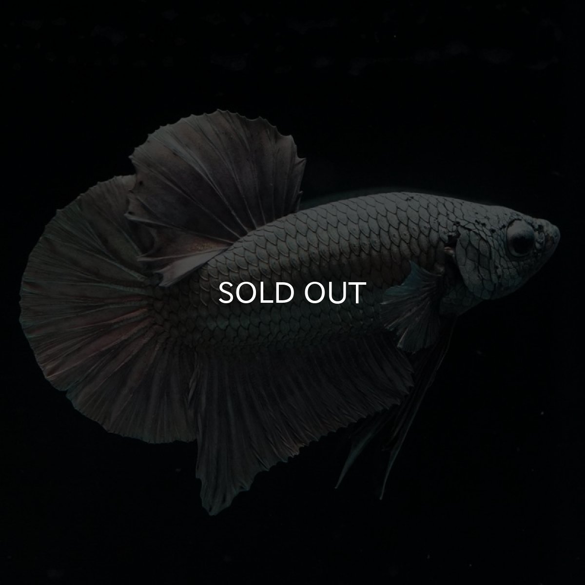 画像8: HMPK　カッパー (8)