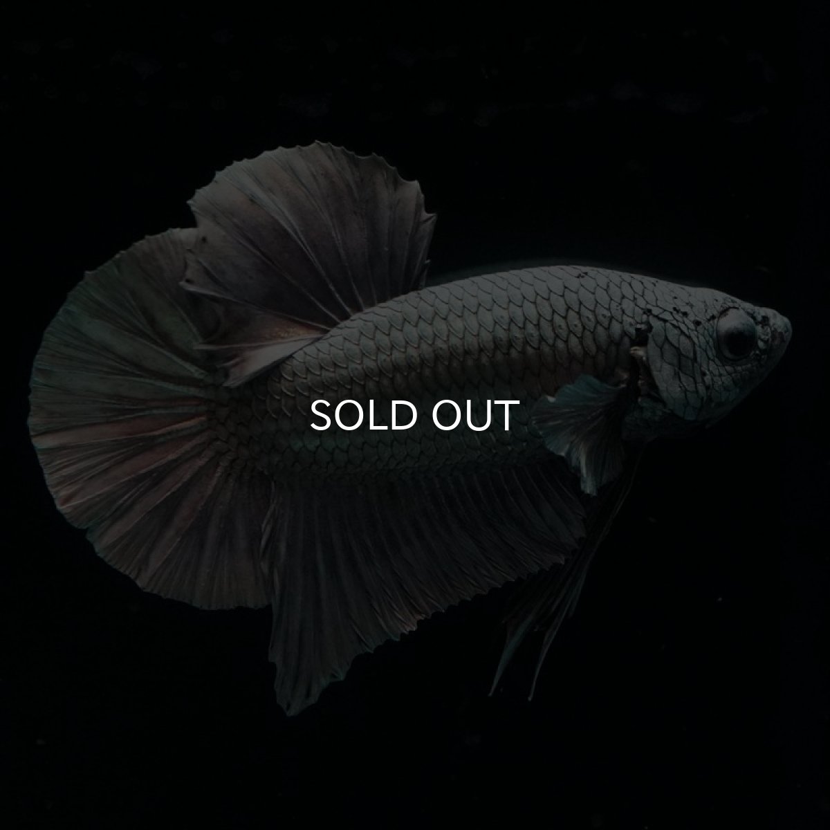 画像7: HMPK　カッパー (7)