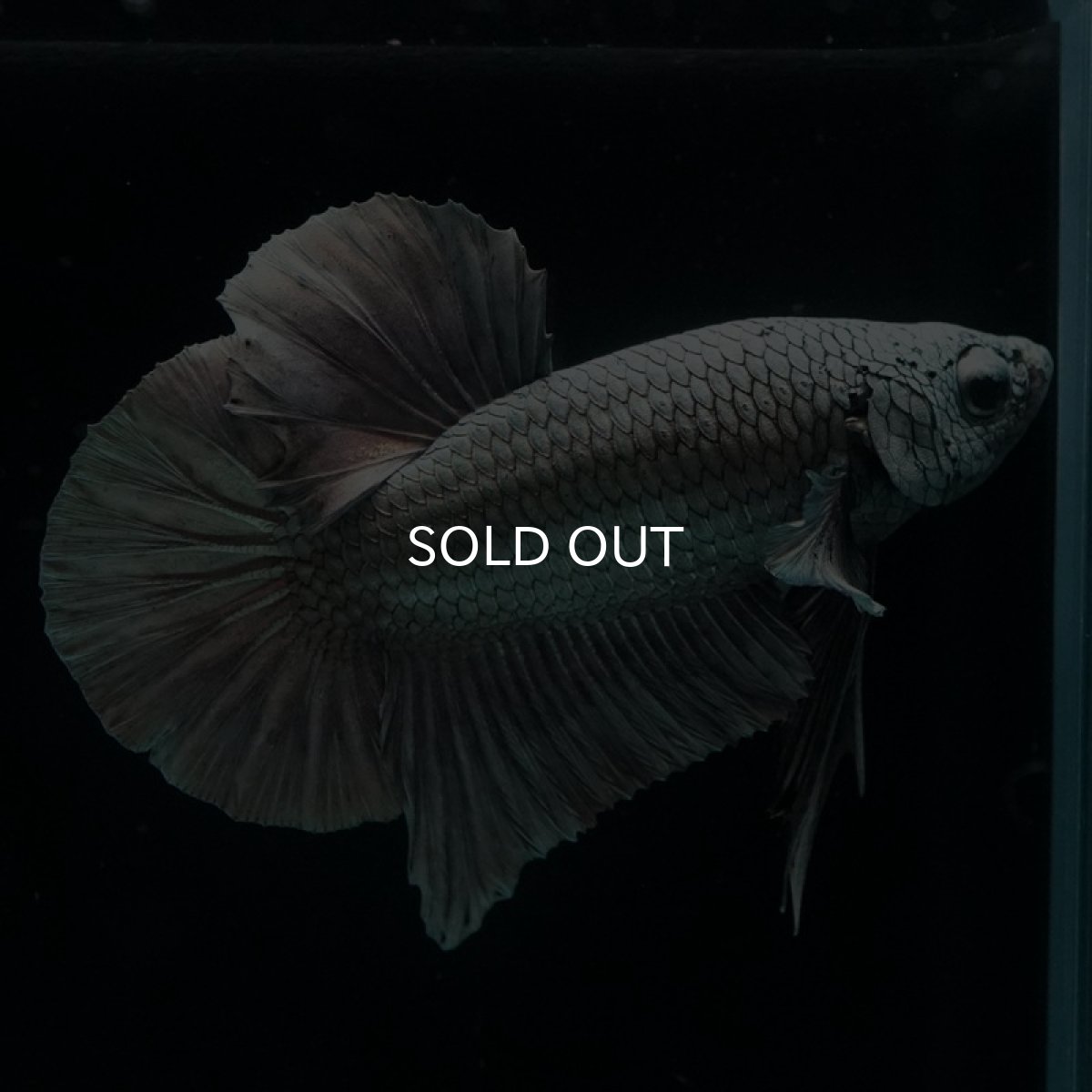 画像5: HMPK　カッパー (5)