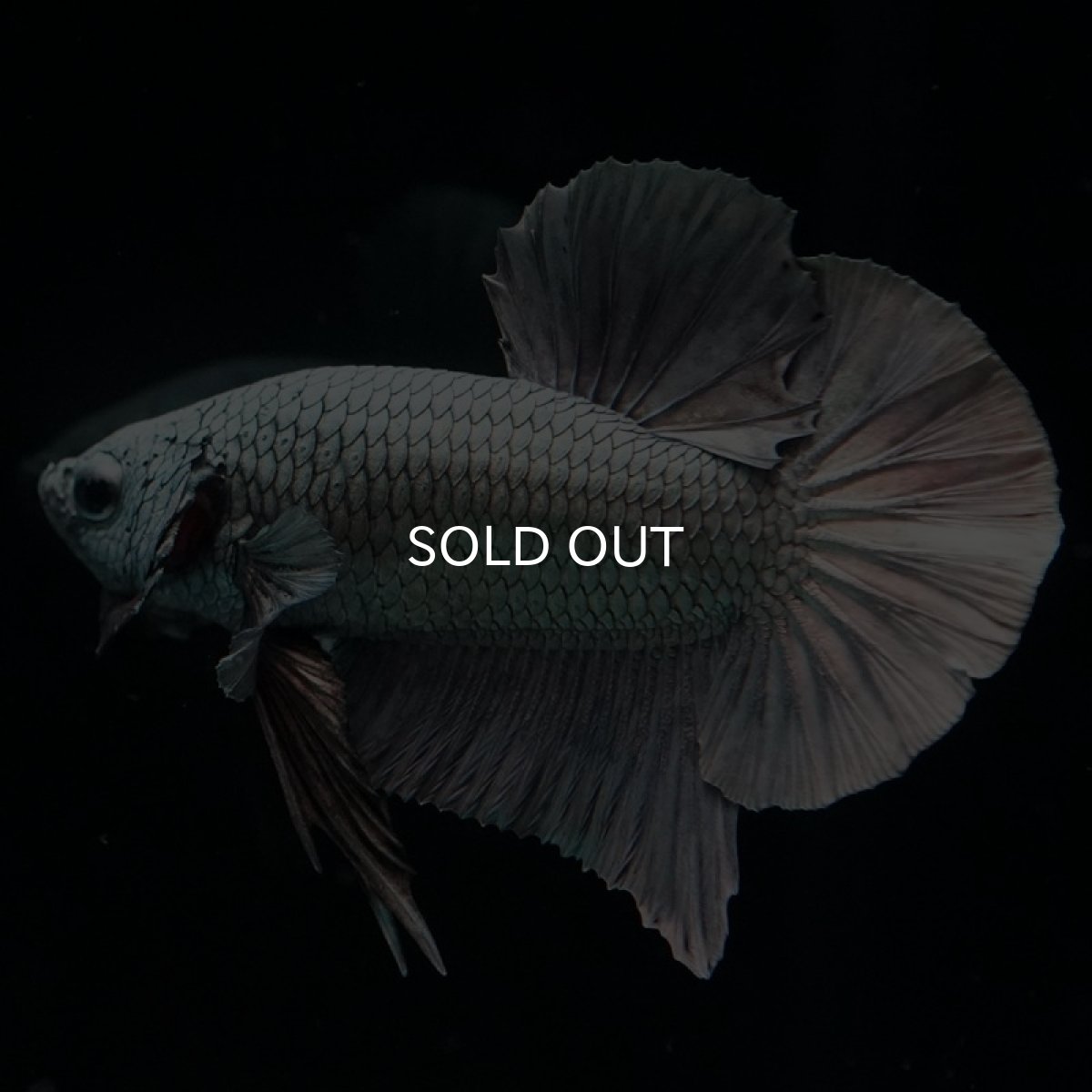 画像4: HMPK　カッパー (4)