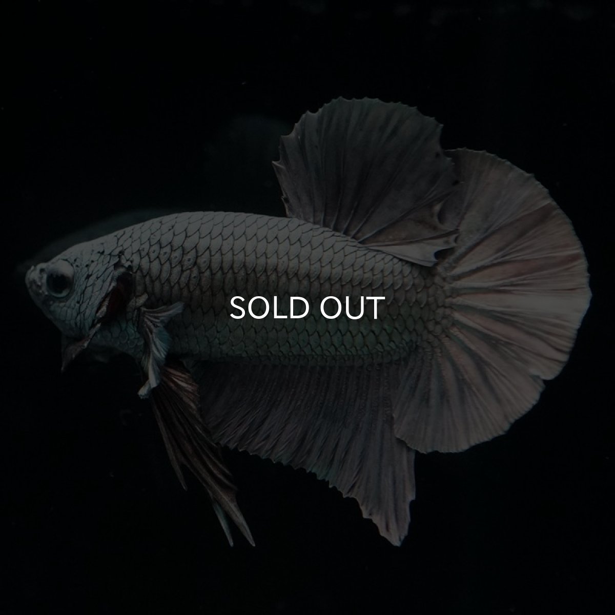 画像3: HMPK　カッパー (3)