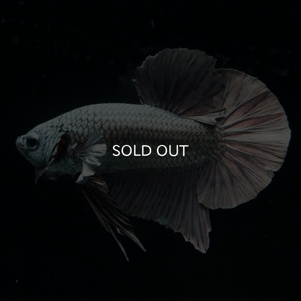 画像2: HMPK　カッパー (2)