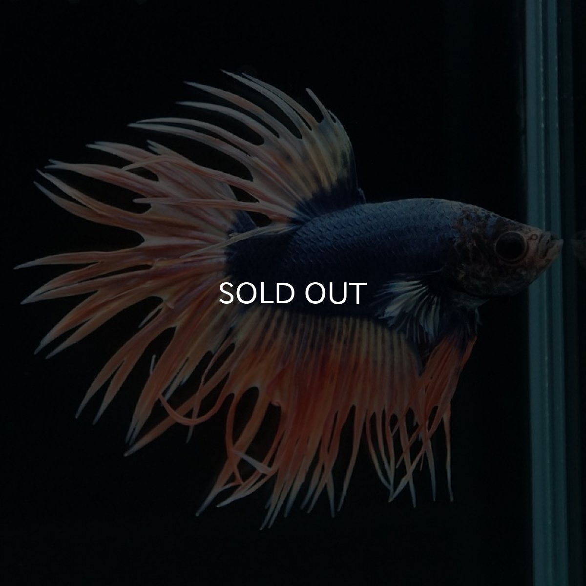 画像5: CT イエローブルー (5)