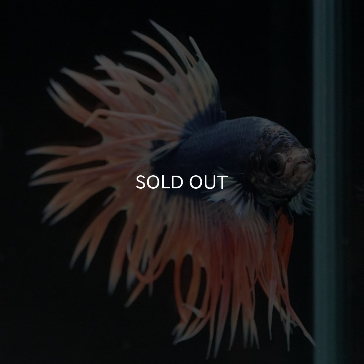 画像4: CT イエローブルー (4)