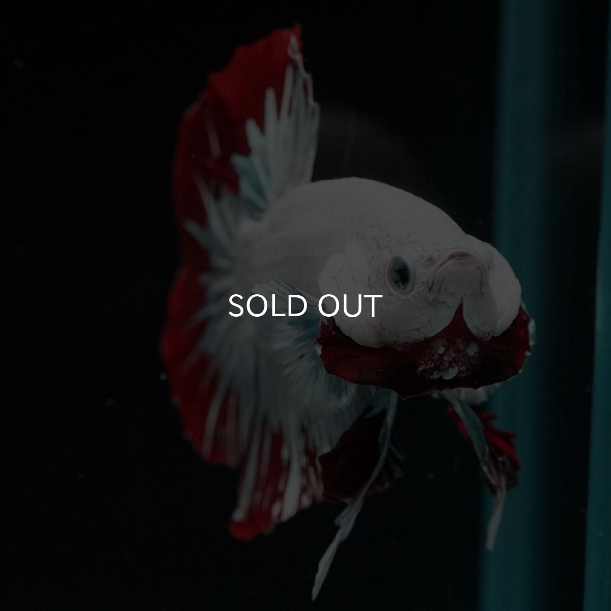 画像9: HMPK プラチナレッドドラゴン スノー (9)