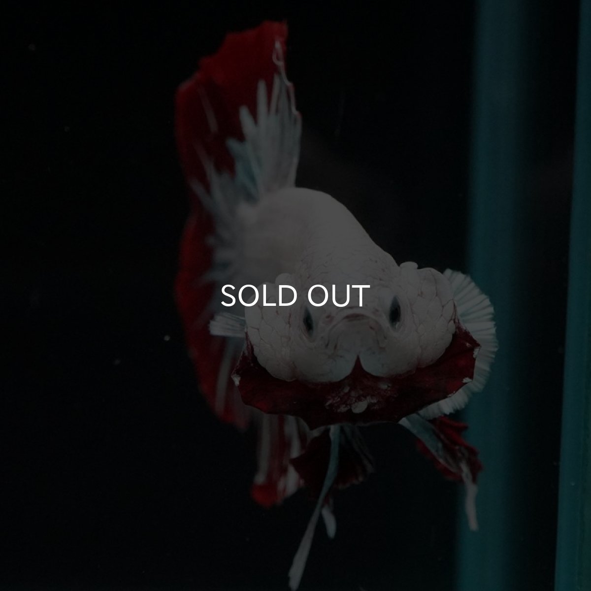 画像2: HMPK プラチナレッドドラゴン スノー (2)