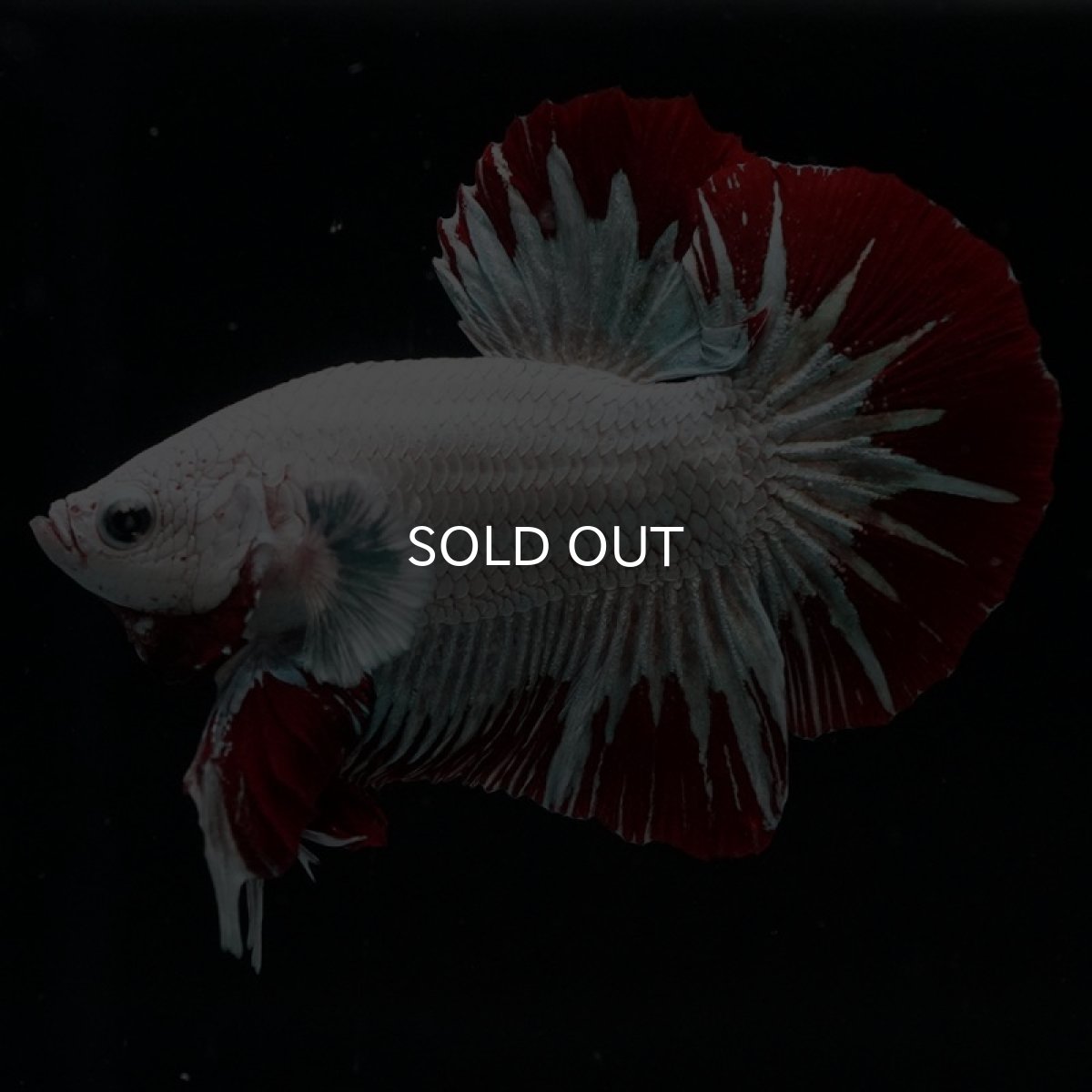 画像8: HMPK プラチナレッドドラゴン スノー (8)