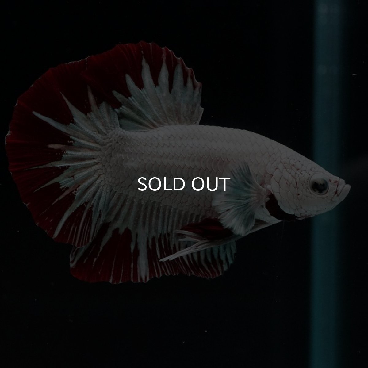 画像7: HMPK プラチナレッドドラゴン スノー (7)