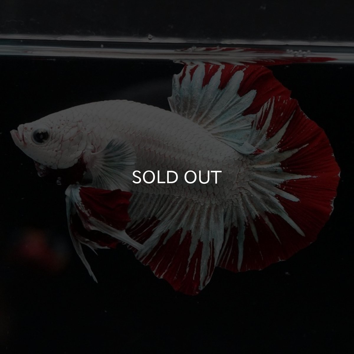 画像6: HMPK プラチナレッドドラゴン スノー (6)