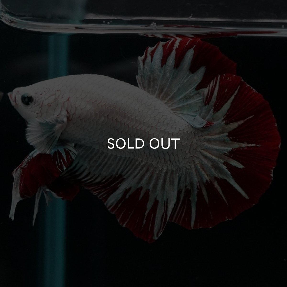 画像5: HMPK プラチナレッドドラゴン スノー (5)