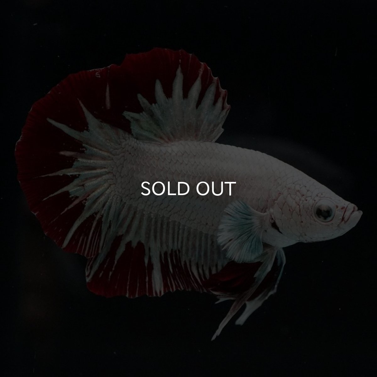 画像3: HMPK プラチナレッドドラゴン スノー (3)