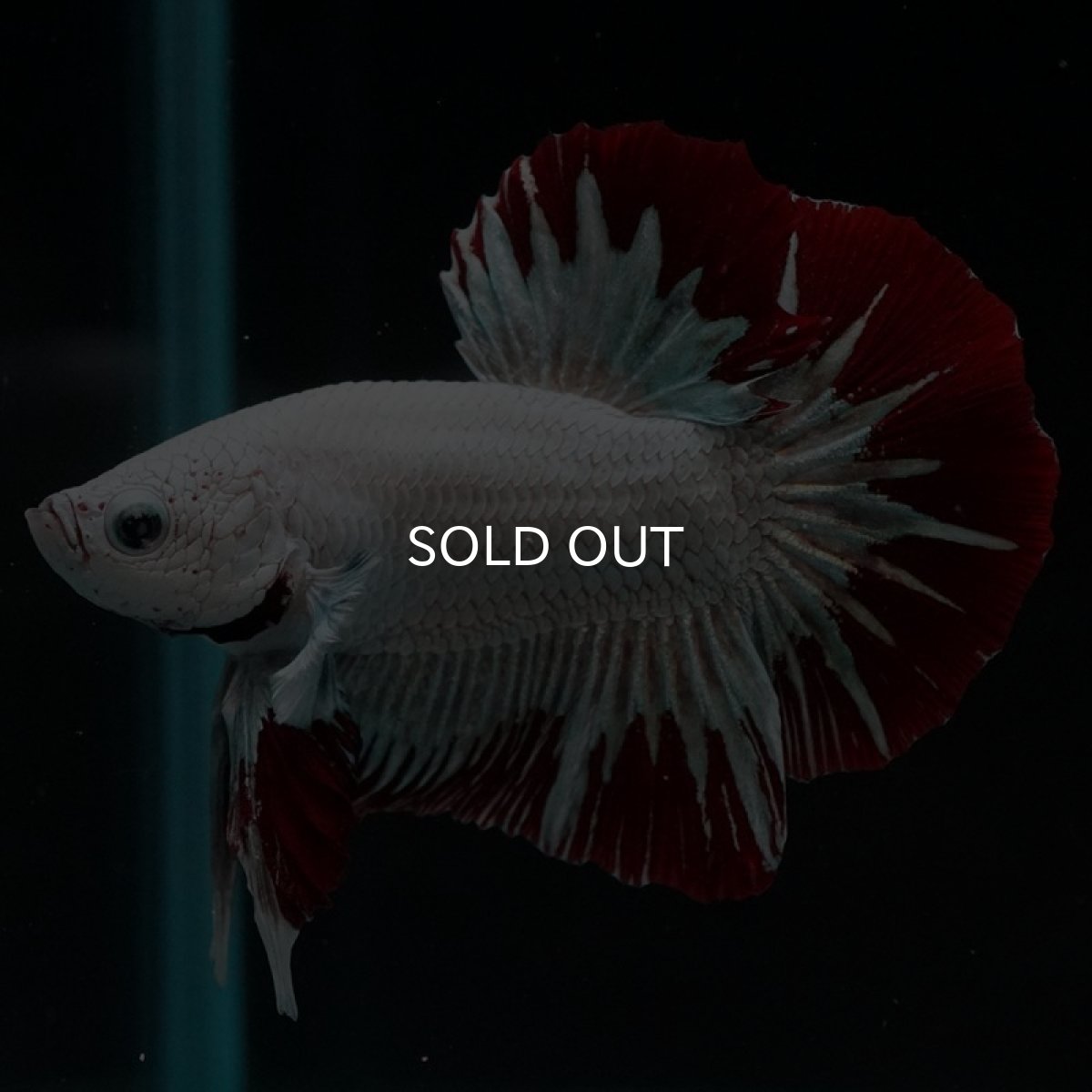 画像4: HMPK プラチナレッドドラゴン スノー (4)