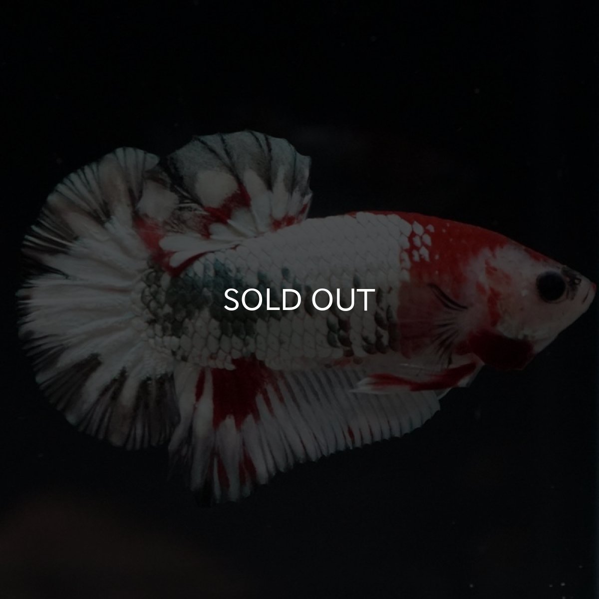 画像8: HMPK　ファンシードラゴン (8)