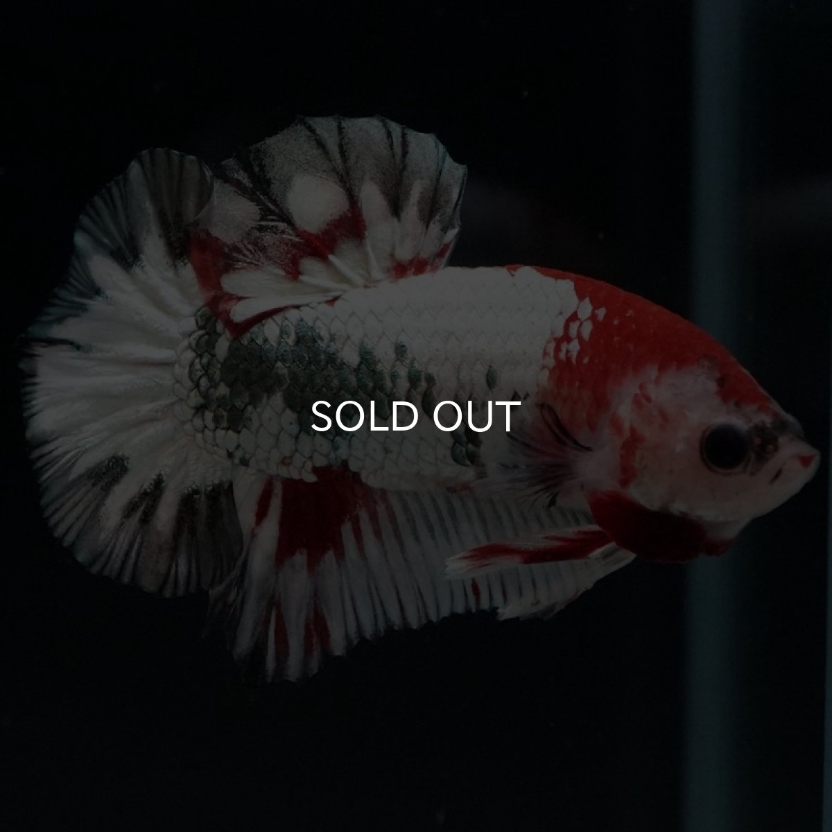 画像7: HMPK　ファンシードラゴン (7)