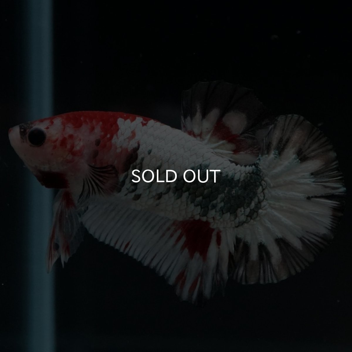 画像5: HMPK　ファンシードラゴン (5)