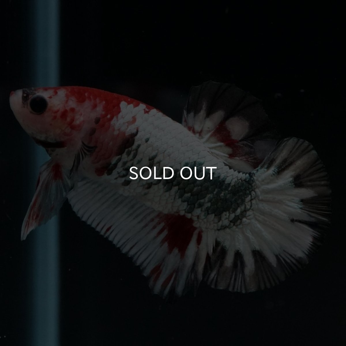 画像4: HMPK　ファンシードラゴン (4)