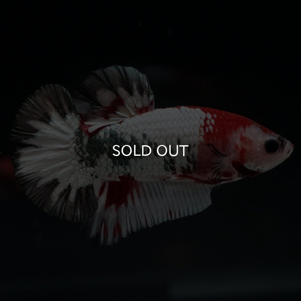 画像3: HMPK　ファンシードラゴン (3)