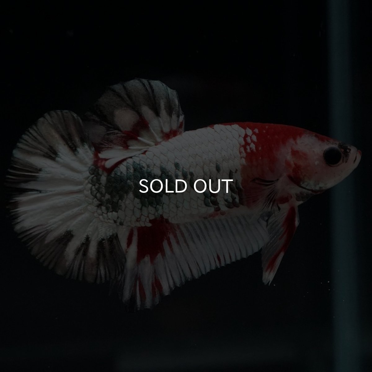 画像2: HMPK　ファンシードラゴン (2)